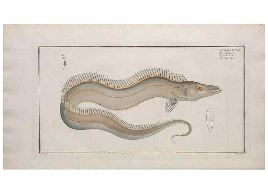 Reproducción/Reproduction 49774031257: Ichtyologie, ou, Histoire naturelle, générale et particulière des poissons :. A Berlin :Chez l'auteur, & chez François de la Garde libraire,1785-1797.. 