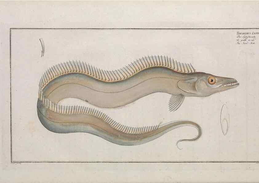 Reproducción/Reproduction 49774031257: Ichtyologie, ou, Histoire naturelle, générale et particulière des poissons :. A Berlin :Chez l'auteur, & chez François de la Garde libraire,1785-1797.. 