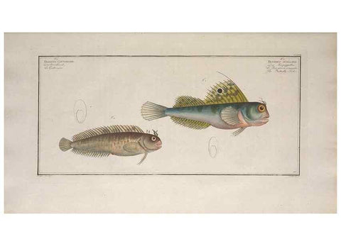 Reproducción/Reproduction 49773706586: Ichtyologie, ou, Histoire naturelle, générale et particulière des poissons :. A Berlin :Chez l'auteur, & chez François de la Garde libraire,1785-1797.. 