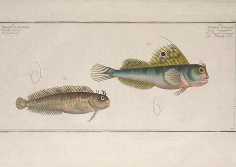 Reproducción/Reproduction 49773706586: Ichtyologie, ou, Histoire naturelle, générale et particulière des poissons :. A Berlin :Chez l'auteur, & chez François de la Garde libraire,1785-1797.. 