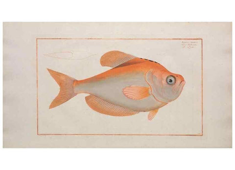 Reproducción/Reproduction 49773175253: Ichtyologie, ou, Histoire naturelle, générale et particulière des poissons :. A Berlin :Chez l'auteur, & chez François de la Garde libraire,1785-1797.. 