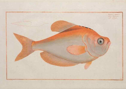 Reproducción/Reproduction 49773175253: Ichtyologie, ou, Histoire naturelle, générale et particulière des poissons :. A Berlin :Chez l'auteur, & chez François de la Garde libraire,1785-1797.. 