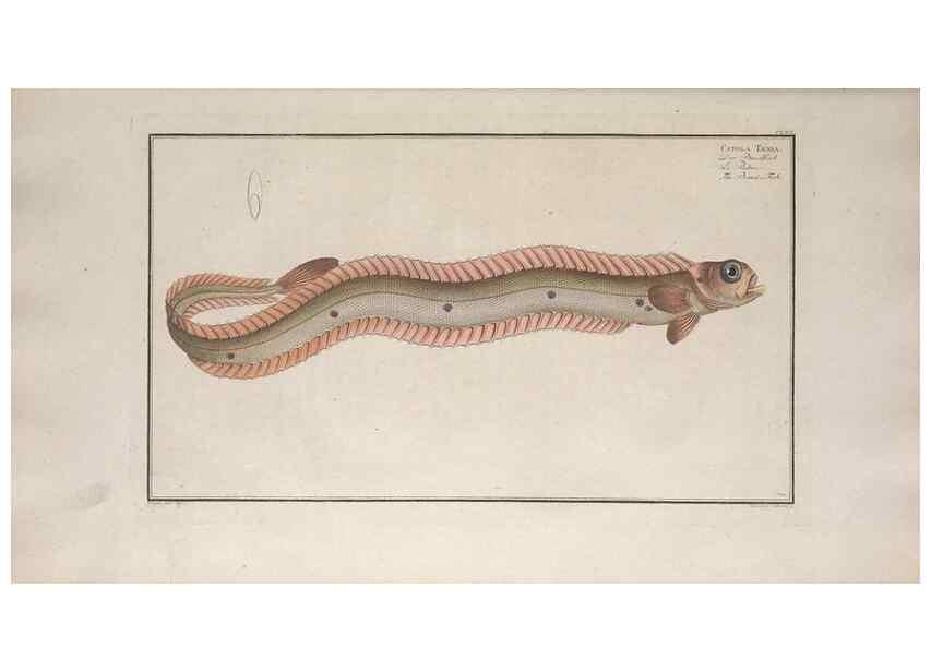 Reproducción/Reproduction 49773175673: Ichtyologie, ou, Histoire naturelle, générale et particulière des poissons :. A Berlin :Chez l'auteur, & chez François de la Garde libraire,1785-1797.. 