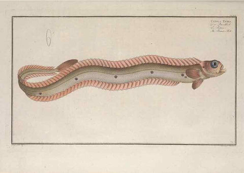 Reproducción/Reproduction 49773175673: Ichtyologie, ou, Histoire naturelle, générale et particulière des poissons :. A Berlin :Chez l'auteur, & chez François de la Garde libraire,1785-1797.. 