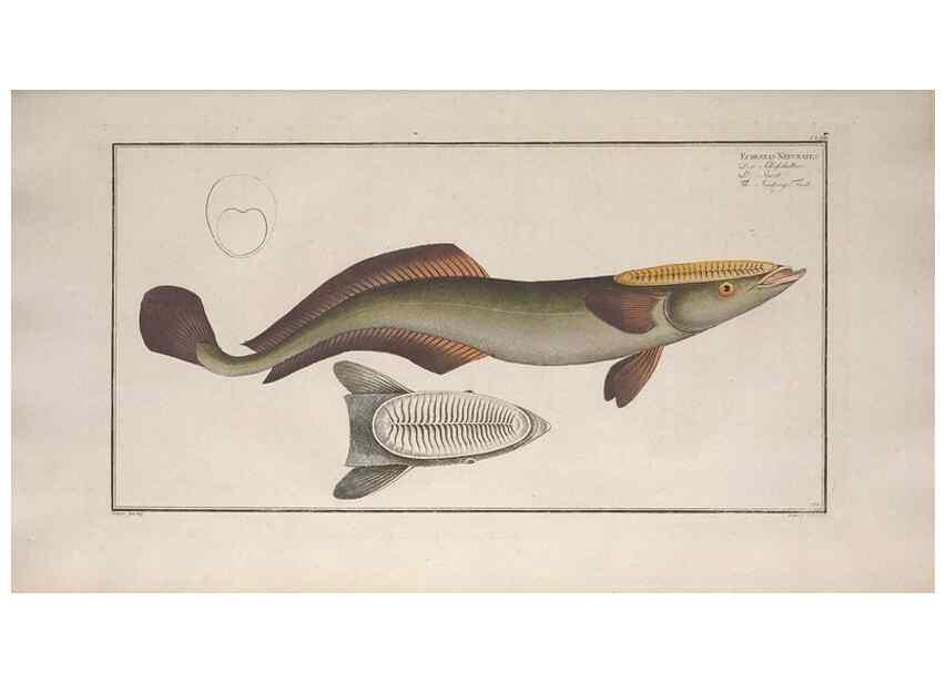 Reproducción/Reproduction 49773708201: Ichtyologie, ou, Histoire naturelle, générale et particulière des poissons :. A Berlin :Chez l'auteur, & chez François de la Garde libraire,1785-1797.. 