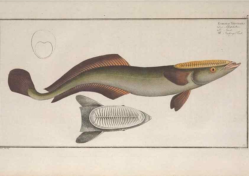 Reproducción/Reproduction 49773708201: Ichtyologie, ou, Histoire naturelle, générale et particulière des poissons :. A Berlin :Chez l'auteur, & chez François de la Garde libraire,1785-1797.. 