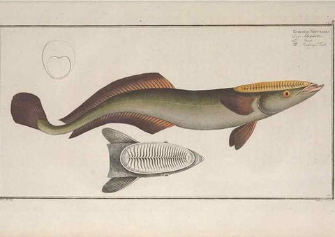 Reproducción/Reproduction 49773708201: Ichtyologie, ou, Histoire naturelle, générale et particulière des poissons :. A Berlin :Chez l'auteur, & chez François de la Garde libraire,1785-1797.. 