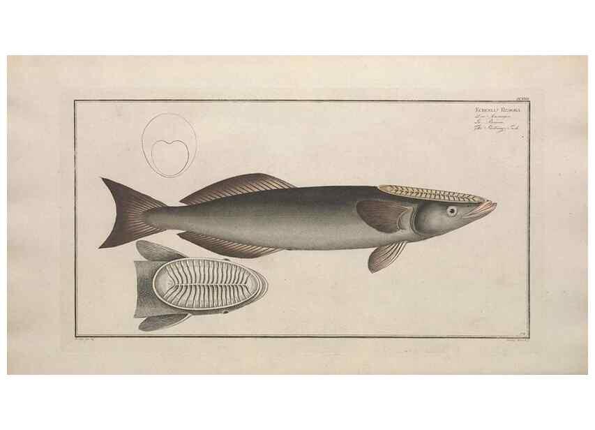 Reproducción/Reproduction 49773176563: Ichtyologie, ou, Histoire naturelle, générale et particulière des poissons :. A Berlin :Chez l'auteur, & chez François de la Garde libraire,1785-1797.. 