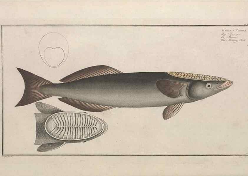 Reproducción/Reproduction 49773176563: Ichtyologie, ou, Histoire naturelle, générale et particulière des poissons :. A Berlin :Chez l'auteur, & chez François de la Garde libraire,1785-1797.. 