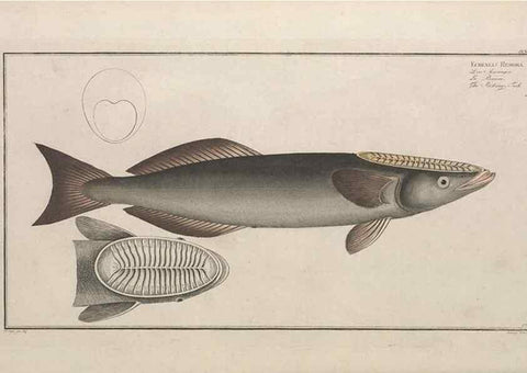 Reproducción/Reproduction 49773176563: Ichtyologie, ou, Histoire naturelle, générale et particulière des poissons :. A Berlin :Chez l'auteur, & chez François de la Garde libraire,1785-1797.. 