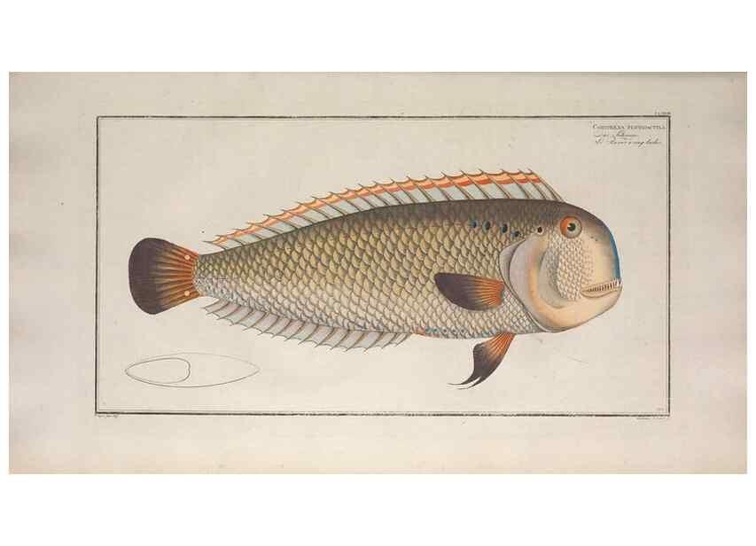 Reproducción/Reproduction 49773176943: Ichtyologie, ou, Histoire naturelle, générale et particulière des poissons :. A Berlin :Chez l'auteur, & chez François de la Garde libraire,1785-1797.. 