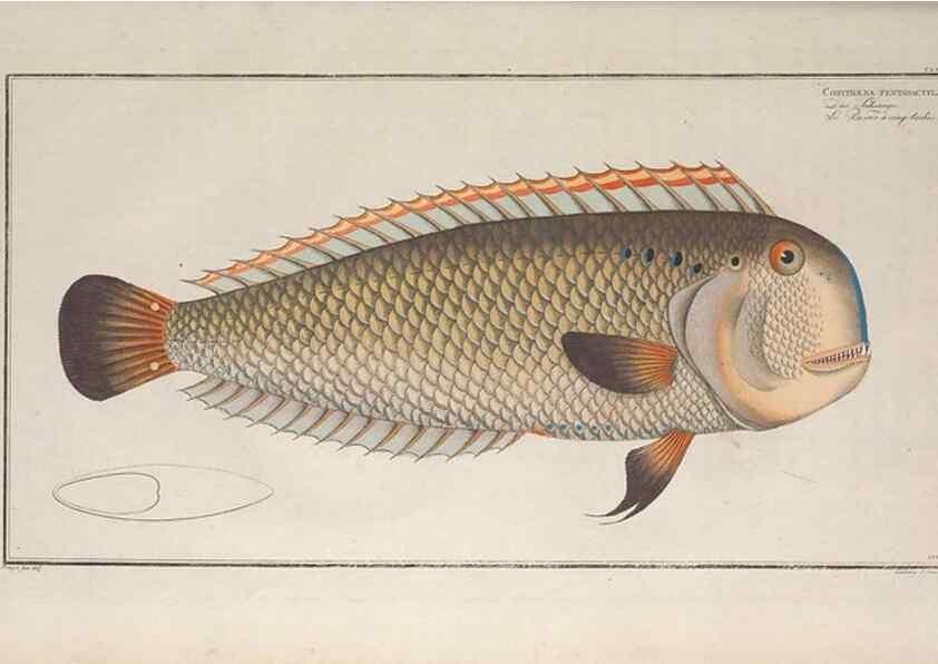 Reproducción/Reproduction 49773176943: Ichtyologie, ou, Histoire naturelle, générale et particulière des poissons :. A Berlin :Chez l'auteur, & chez François de la Garde libraire,1785-1797.. 