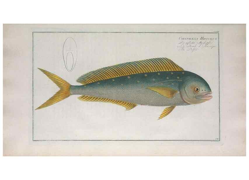 Reproducción/Reproduction 49773177183: Ichtyologie, ou, Histoire naturelle, générale et particulière des poissons :. A Berlin :Chez l'auteur, & chez François de la Garde libraire,1785-1797.. 