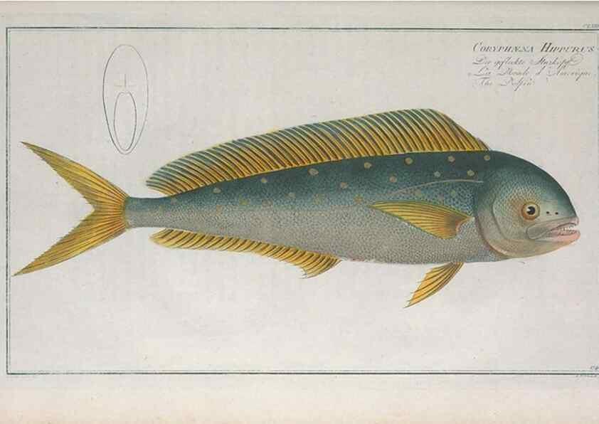 Reproducción/Reproduction 49773177183: Ichtyologie, ou, Histoire naturelle, générale et particulière des poissons :. A Berlin :Chez l'auteur, & chez François de la Garde libraire,1785-1797.. 