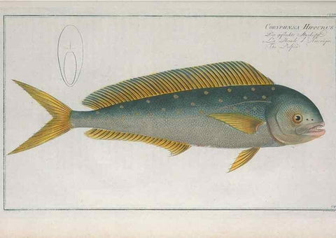 Reproducción/Reproduction 49773177183: Ichtyologie, ou, Histoire naturelle, générale et particulière des poissons :. A Berlin :Chez l'auteur, & chez François de la Garde libraire,1785-1797.. 