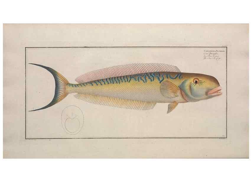 Reproducción/Reproduction 49773709446: Ichtyologie, ou, Histoire naturelle, générale et particulière des poissons :. A Berlin :Chez l'auteur, & chez François de la Garde libraire,1785-1797.. 