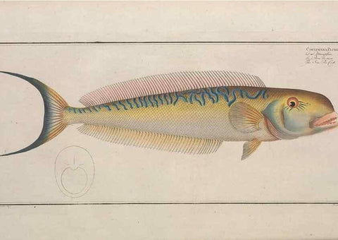 Reproducción/Reproduction 49773709446: Ichtyologie, ou, Histoire naturelle, générale et particulière des poissons :. A Berlin :Chez l'auteur, & chez François de la Garde libraire,1785-1797.. 