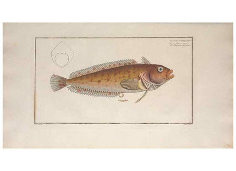 Reproducción/Reproduction 49773706996: Ichtyologie, ou, Histoire naturelle, générale et particulière des poissons :. A Berlin :Chez l'auteur, & chez François de la Garde libraire,1785-1797.. 