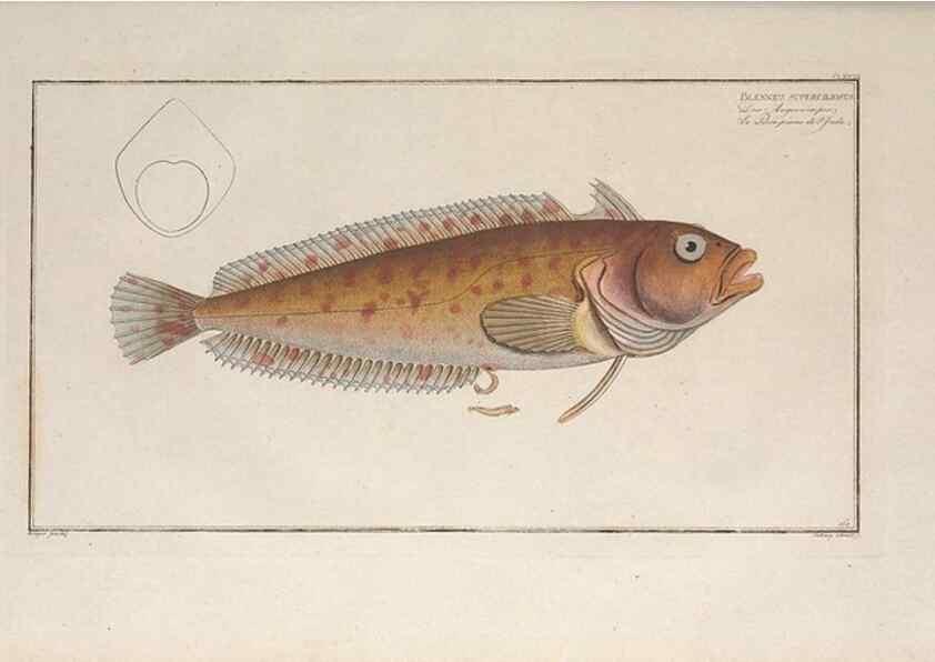 Reproducción/Reproduction 49773706996: Ichtyologie, ou, Histoire naturelle, générale et particulière des poissons :. A Berlin :Chez l'auteur, & chez François de la Garde libraire,1785-1797.. 