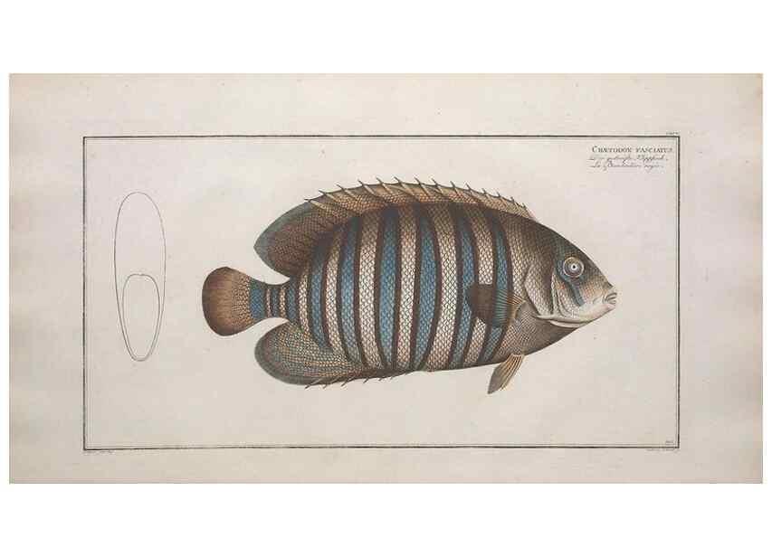 Reproducción/Reproduction 49774044822: Ichtyologie, ou, Histoire naturelle, générale et particulière des poissons :. A Berlin :Chez l'auteur, & chez François de la Garde libraire,1785-1797.. 