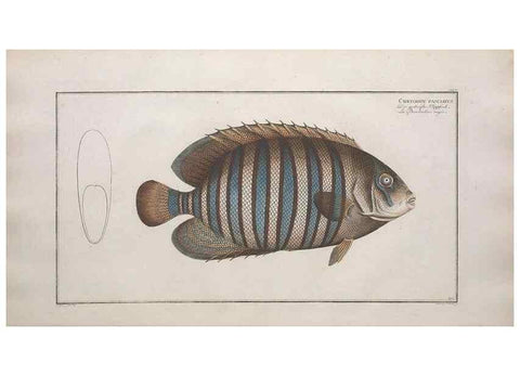 Reproducción/Reproduction 49774044822: Ichtyologie, ou, Histoire naturelle, générale et particulière des poissons :. A Berlin :Chez l'auteur, & chez François de la Garde libraire,1785-1797.. 