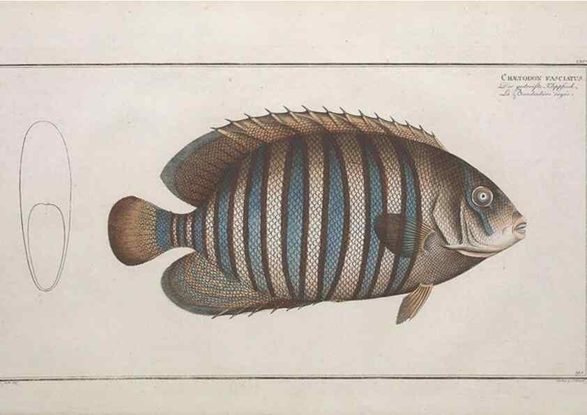 Reproducción/Reproduction 49774044822: Ichtyologie, ou, Histoire naturelle, générale et particulière des poissons :. A Berlin :Chez l'auteur, & chez François de la Garde libraire,1785-1797.. 