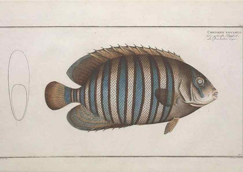 Reproducción/Reproduction 49774044822: Ichtyologie, ou, Histoire naturelle, générale et particulière des poissons :. A Berlin :Chez l'auteur, & chez François de la Garde libraire,1785-1797.. 