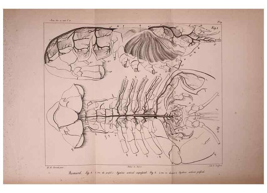 Reproducción/Reproduction 49773331496: Annales des sciences naturelles :. Paris :Crochard. 