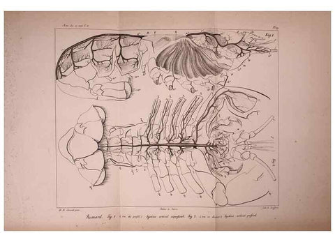 Reproducción/Reproduction 49773331496: Annales des sciences naturelles :. Paris :Crochard. 