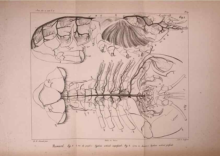 Reproducción/Reproduction 49773331496: Annales des sciences naturelles :. Paris :Crochard. 