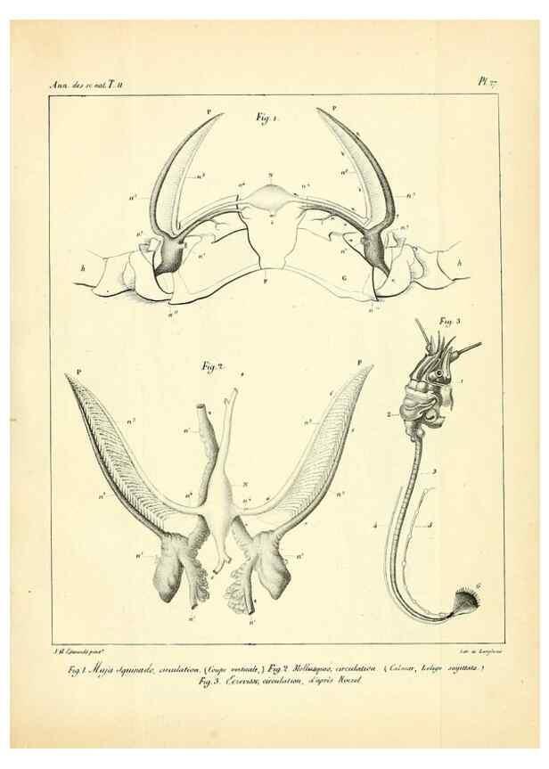Reproducción/Reproduction 49772799468: Annales des sciences naturelles :. Paris :Crochard. 