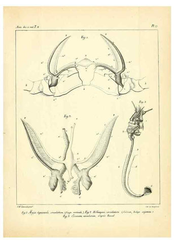 Reproducción/Reproduction 49772799468: Annales des sciences naturelles :. Paris :Crochard. 