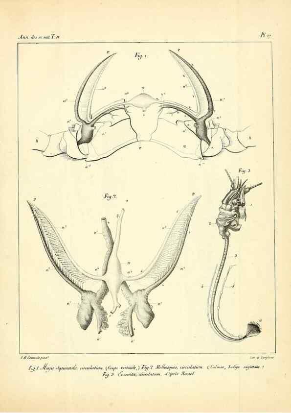 Reproducción/Reproduction 49772799468: Annales des sciences naturelles :. Paris :Crochard. 