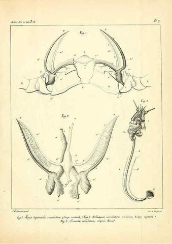 Reproducción/Reproduction 49772799468: Annales des sciences naturelles :. Paris :Crochard. 