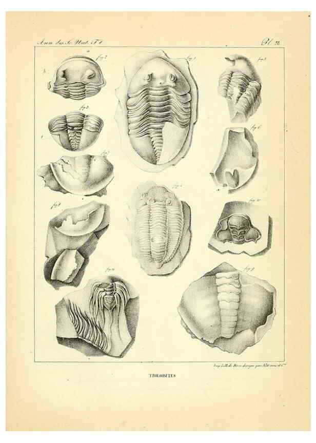 Reproducción/Reproduction 49773316321: Annales des sciences naturelles :. Paris :Crochard. 