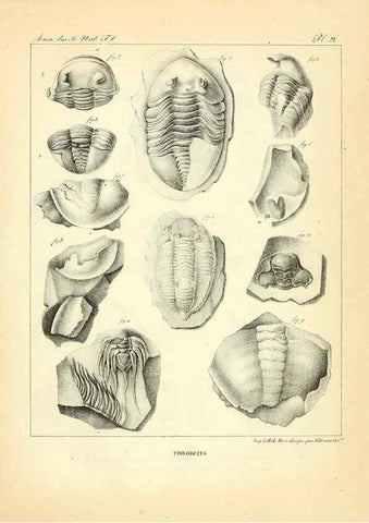 Reproducción/Reproduction 49773316321: Annales des sciences naturelles :. Paris :Crochard. 
