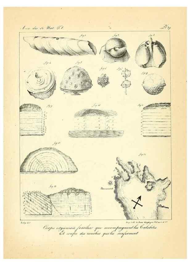 Reproducción/Reproduction 49773645532: Annales des sciences naturelles :. Paris :Crochard. 