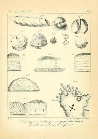 Reproducción/Reproduction 49773645532: Annales des sciences naturelles :. Paris :Crochard. 