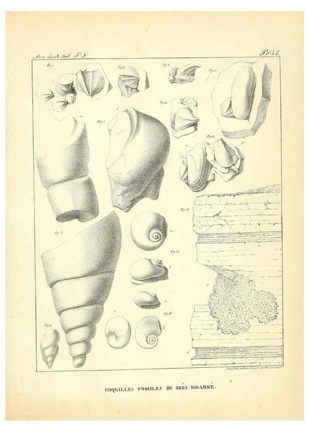 Reproducción/Reproduction 49773317916: Annales des sciences naturelles :. Paris :Crochard. 