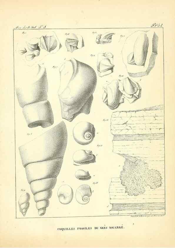 Reproducción/Reproduction 49773317916: Annales des sciences naturelles :. Paris :Crochard. 