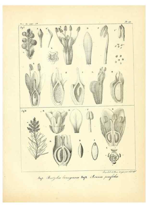 Reproducción/Reproduction 49773647172: Annales des sciences naturelles :. Paris :Crochard. 