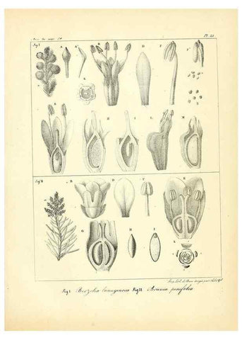 Reproducción/Reproduction 49773647172: Annales des sciences naturelles :. Paris :Crochard. 
