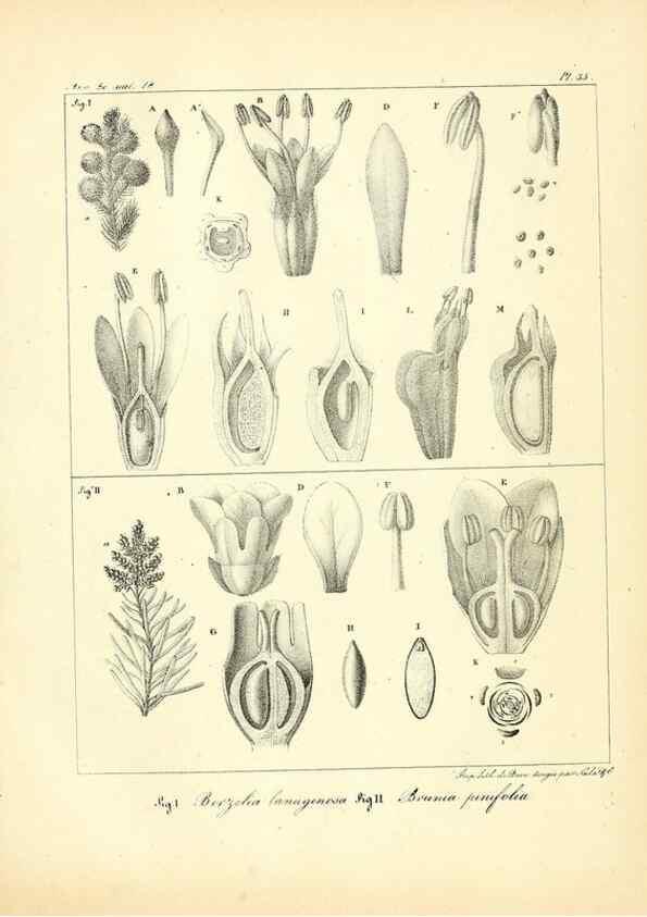 Reproducción/Reproduction 49773647172: Annales des sciences naturelles :. Paris :Crochard. 
