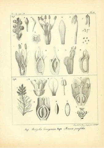 Reproducción/Reproduction 49773647172: Annales des sciences naturelles :. Paris :Crochard. 