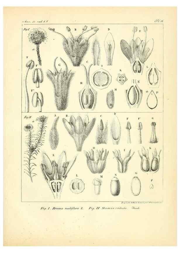 Reproducción/Reproduction 49773318466: Annales des sciences naturelles :. Paris :Crochard. 