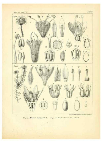 Reproducción/Reproduction 49773318466: Annales des sciences naturelles :. Paris :Crochard. 