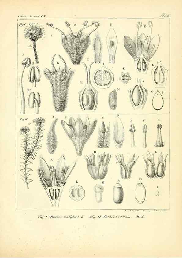 Reproducción/Reproduction 49773318466: Annales des sciences naturelles :. Paris :Crochard. 