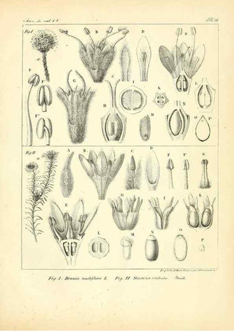 Reproducción/Reproduction 49773318466: Annales des sciences naturelles :. Paris :Crochard. 