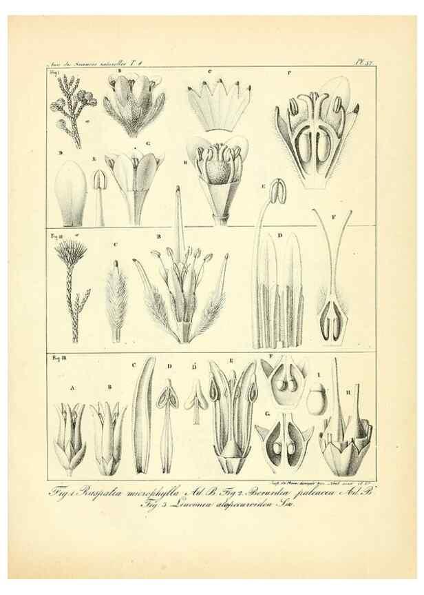 Reproducción/Reproduction 49773318686: Annales des sciences naturelles :. Paris :Crochard. 