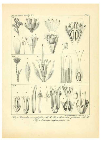 Reproducción/Reproduction 49773318686: Annales des sciences naturelles :. Paris :Crochard. 